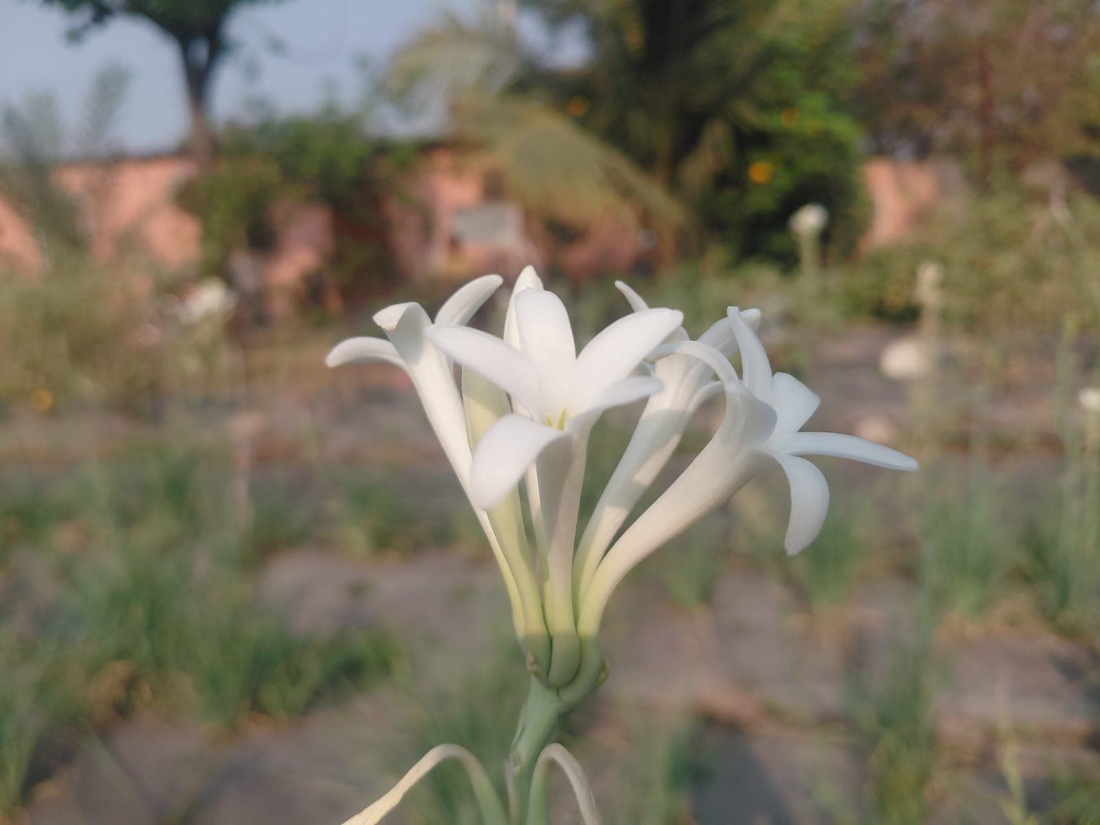 Garden & Organic Farming - Photo