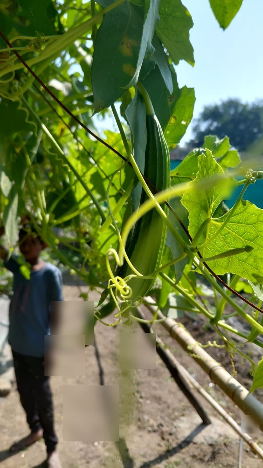 Garden & Organic Farming - Photo