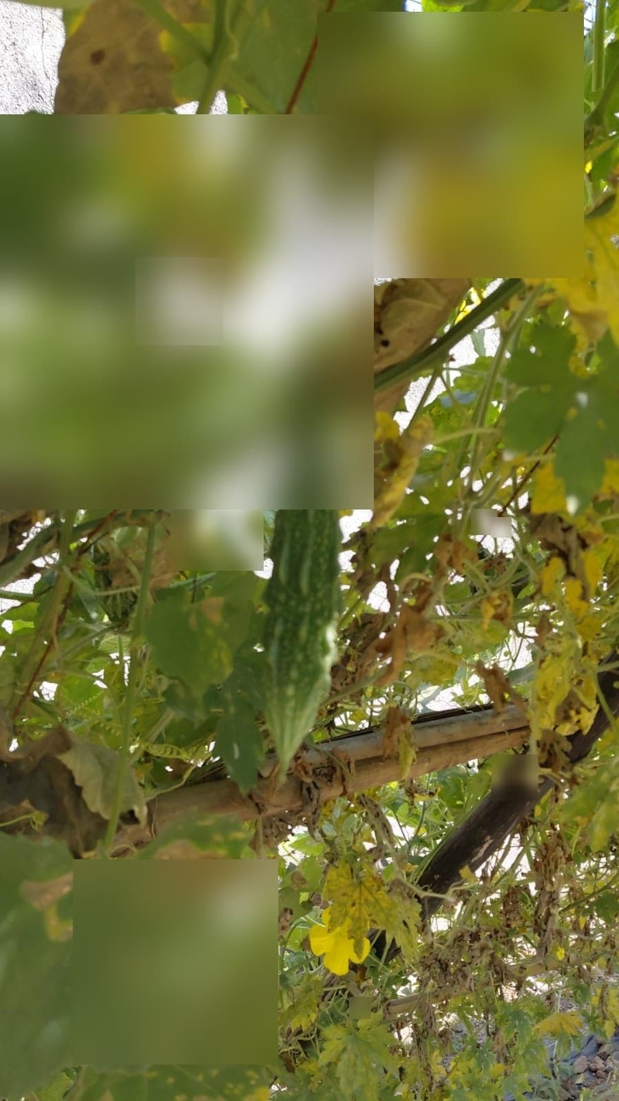 Garden & Organic Farming - Photo