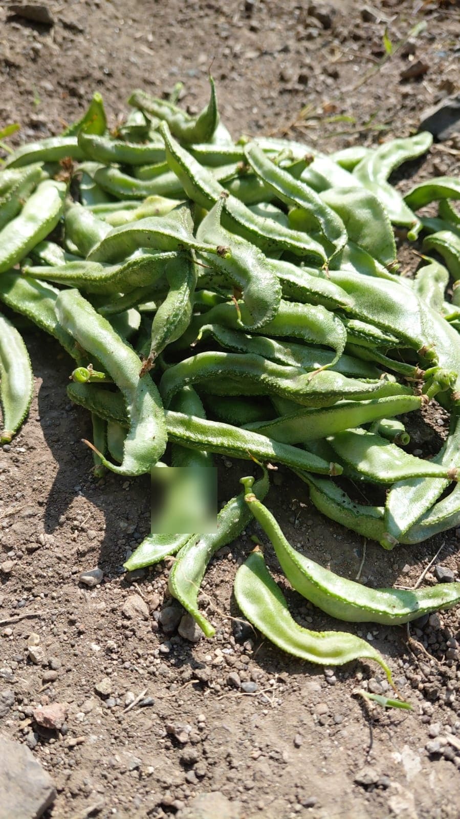 Garden & Organic Farming - Photo