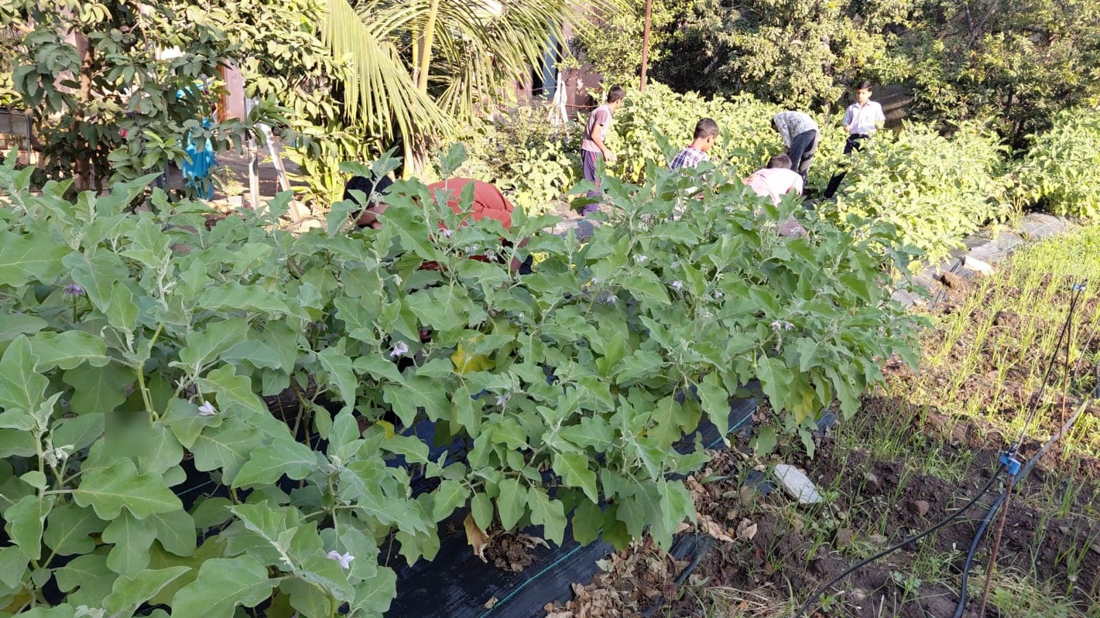 Garden & Organic Farming - Photo