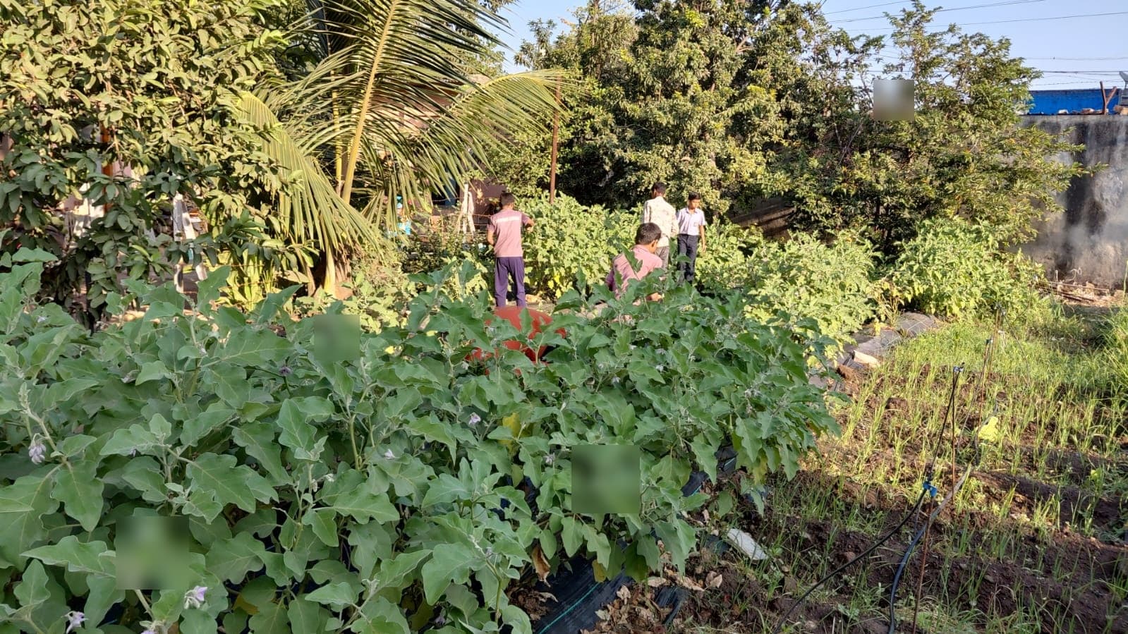 Garden & Organic Farming - Photo