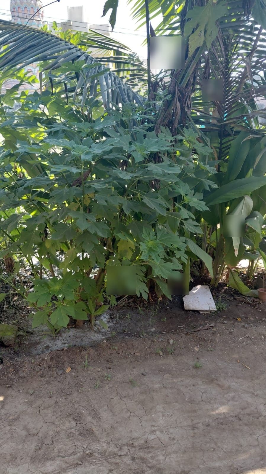 Garden & Organic Farming - Photo