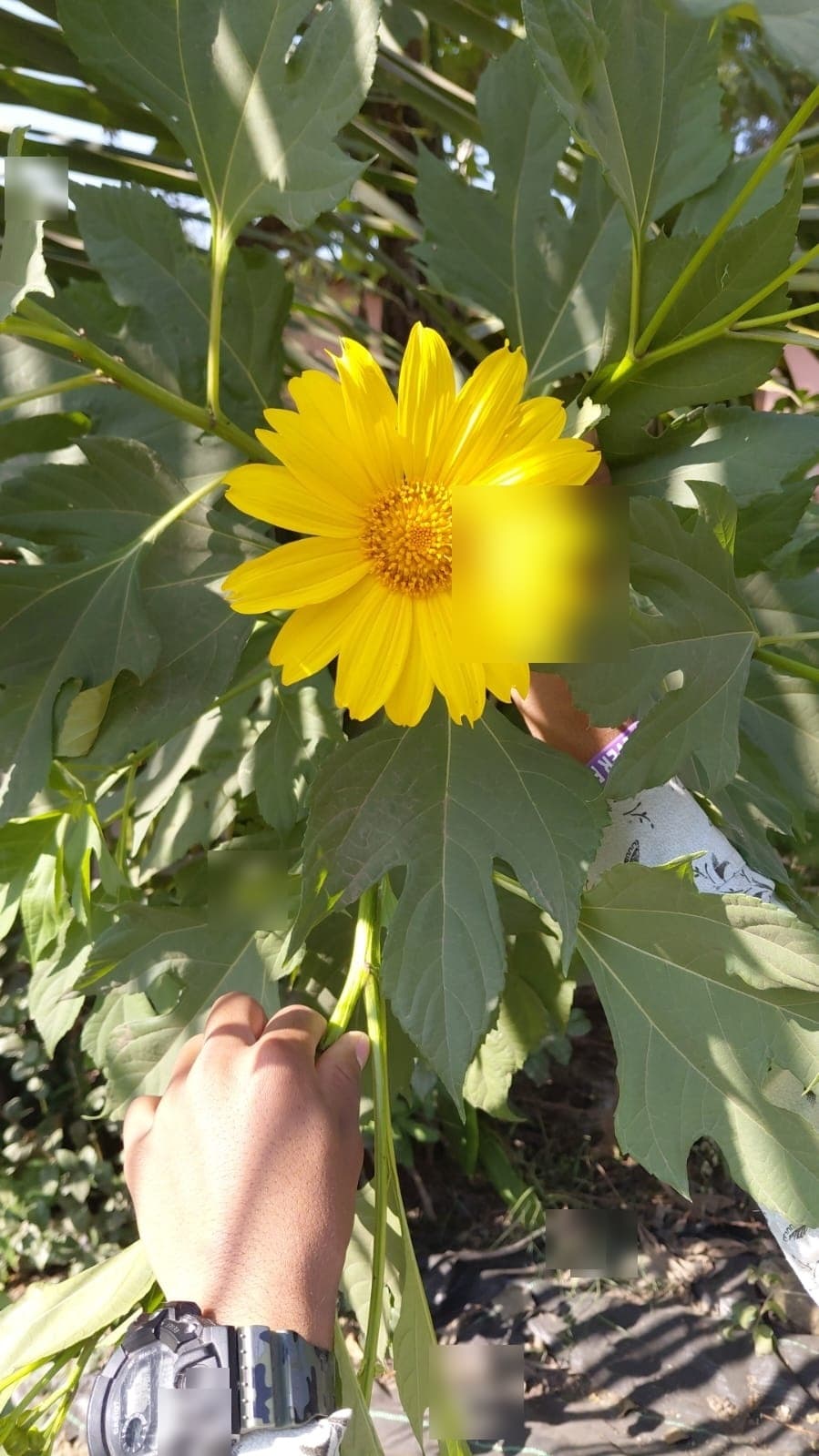 Garden & Organic Farming - Photo