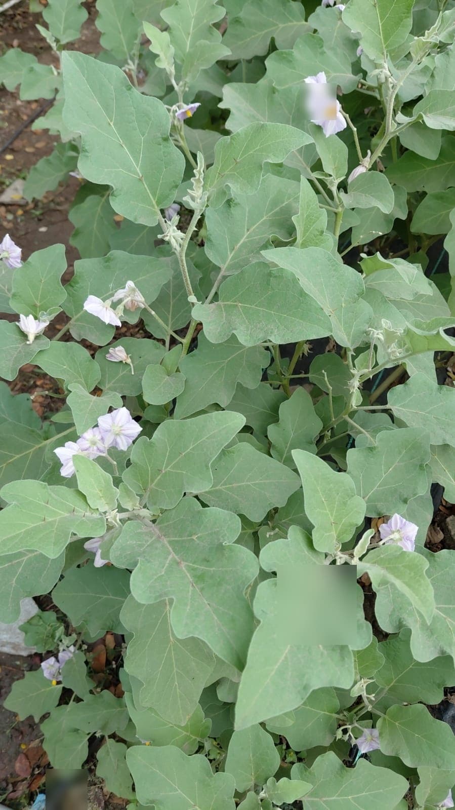 Garden & Organic Farming - Photo