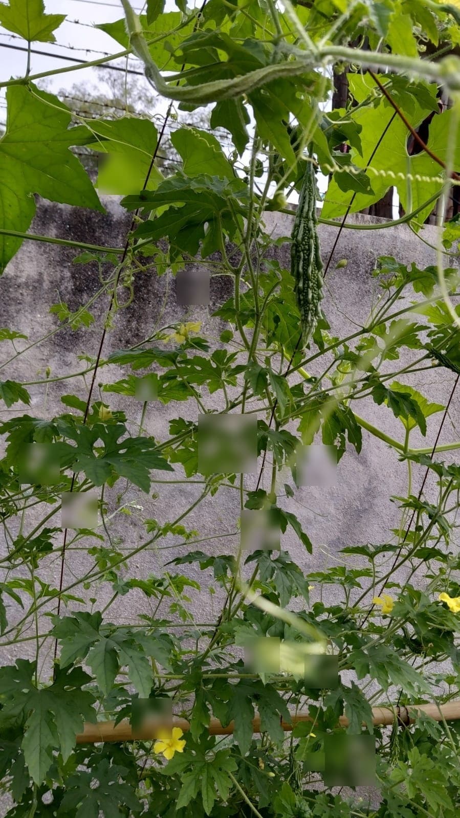 Garden & Organic Farming - Photo