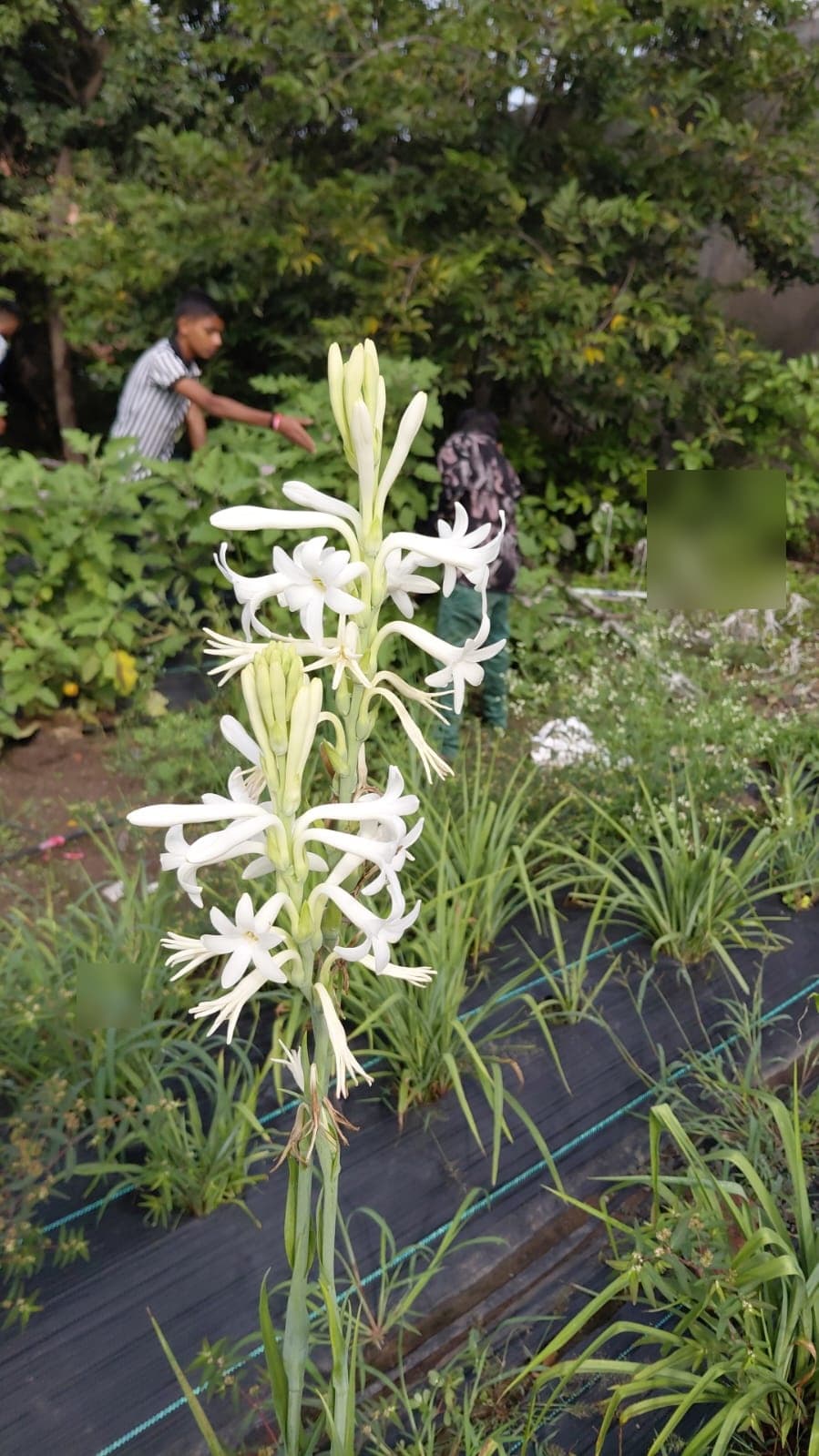 Garden & Organic Farming - Photo