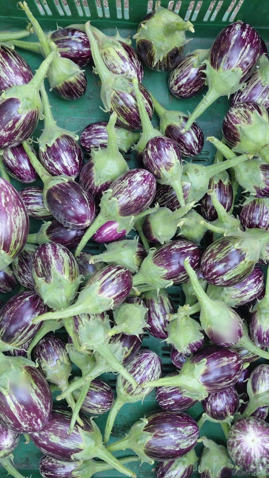 Garden & Organic Farming - Photo