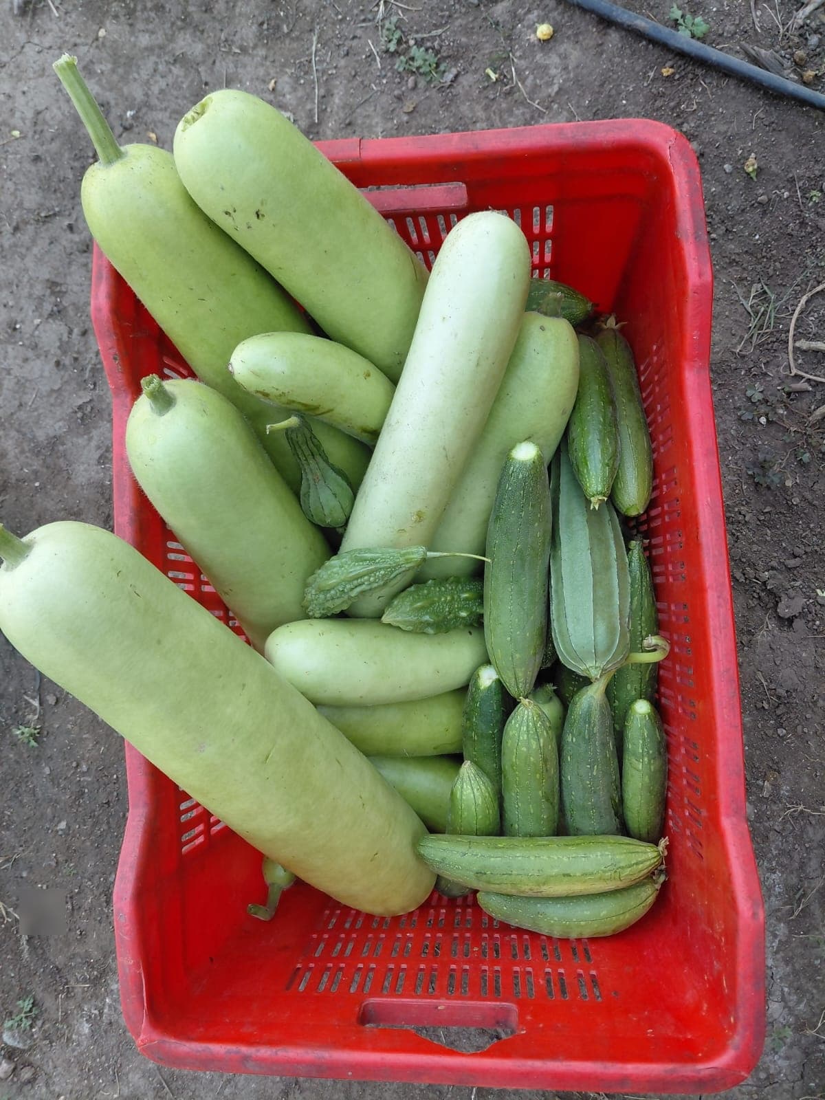 Garden & Organic Farming - Photo