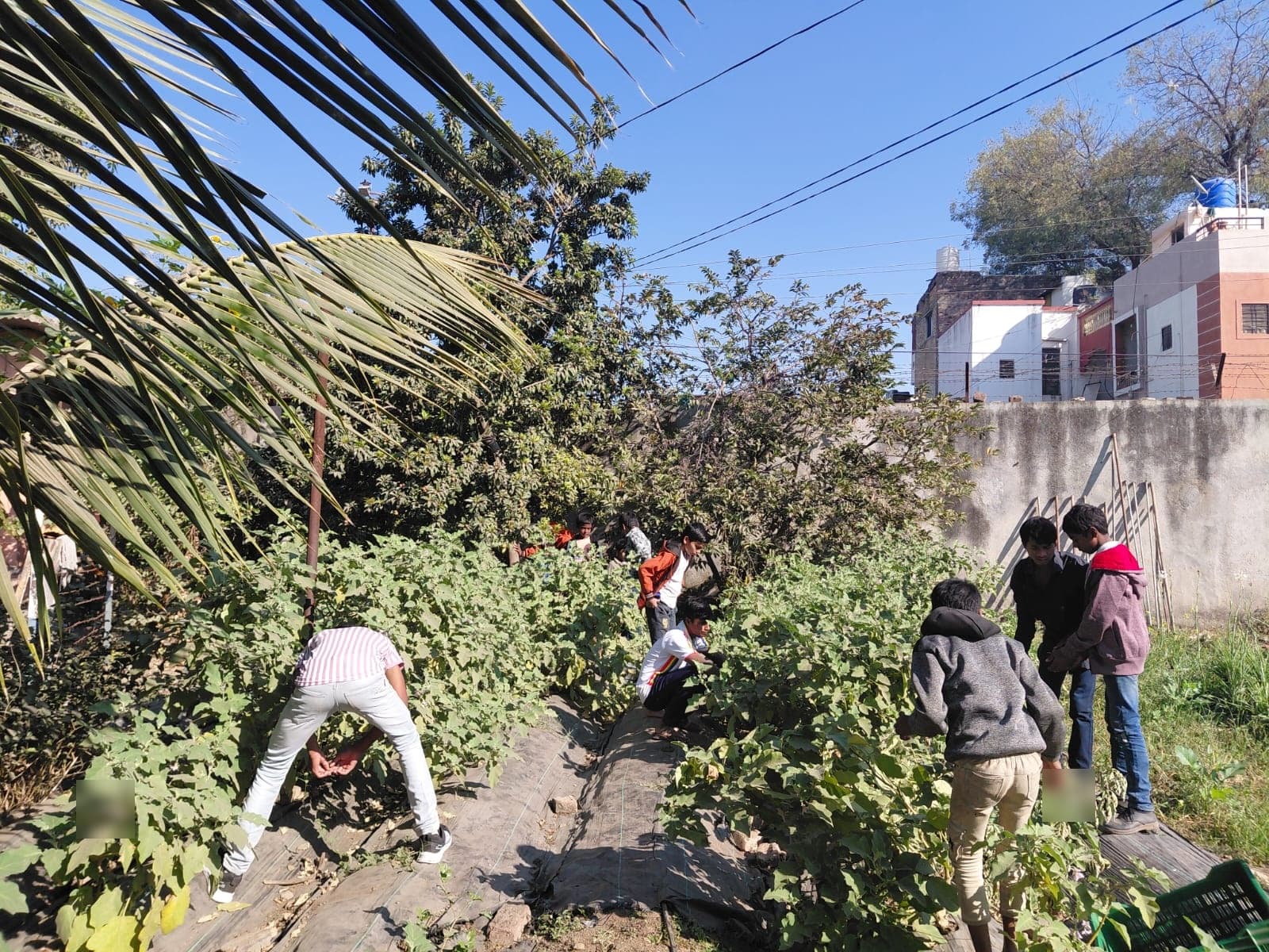 Garden & Organic Farming - Photo