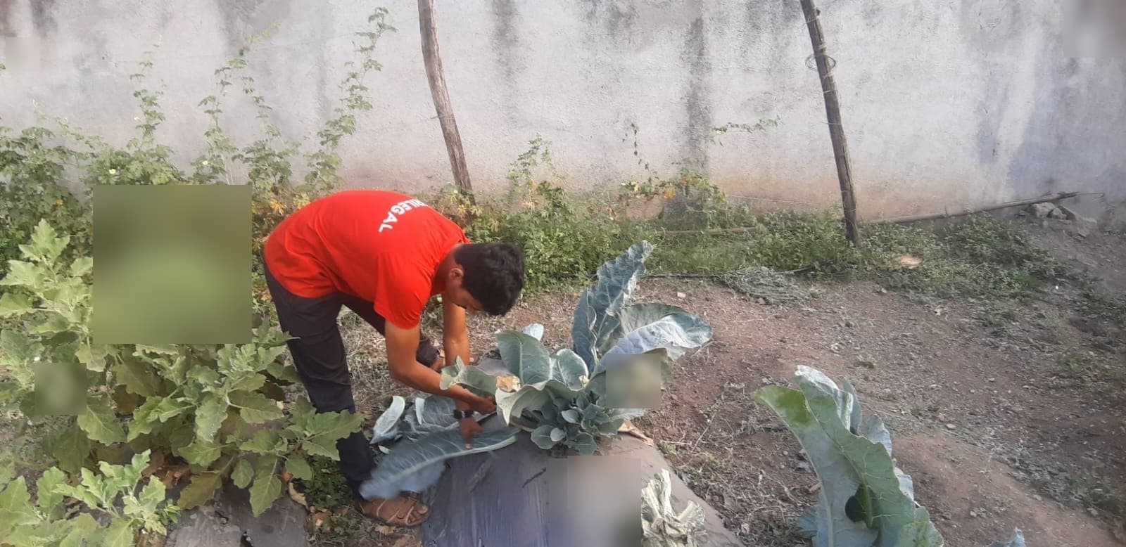 Garden & Organic Farming - Photo