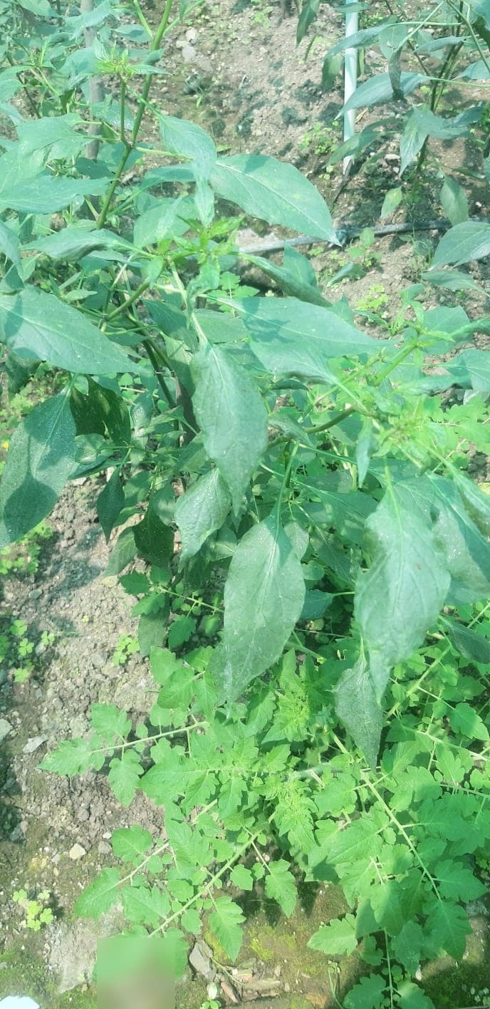 Garden & Organic Farming - Photo